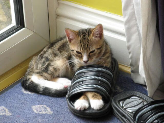 kaiyun中国官方网站-CBA联赛直播成为新宠，粉丝热情持续升温，cba2020-2021直播平台